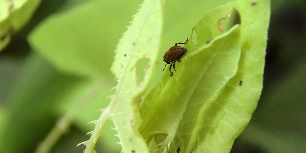 How to Get Rid of Weevils, Organic Pest Control