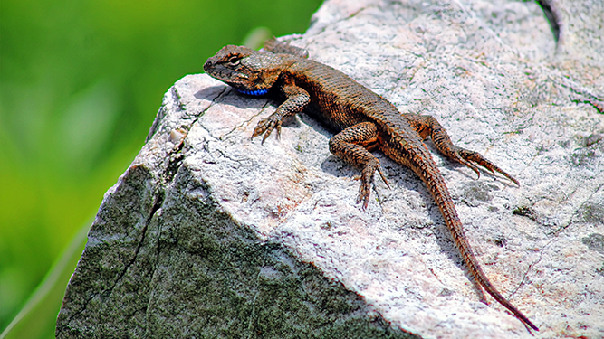 An eastern fence lizard sunbathes on a rock