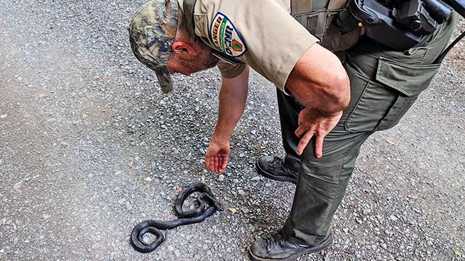Forest Ranger Steve Shaffer handles a rattlesnake on a gravel road