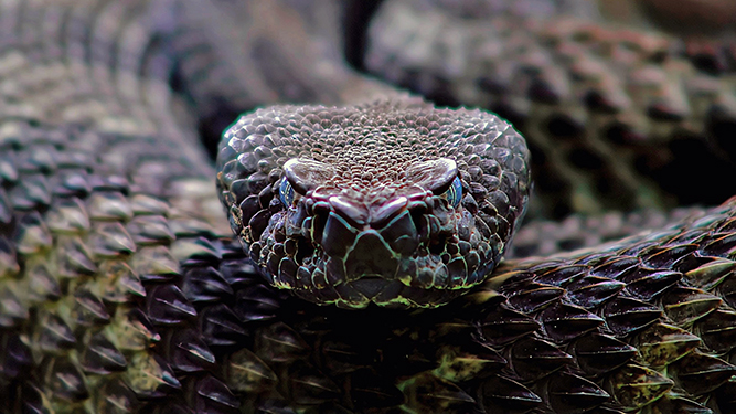 A dark brown rattlesnake faces directly forward