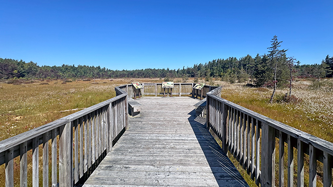 WestForbesStateForestSpruceFlatsBogTrail3.png